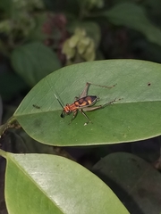 Phylloscyrtus intermedius