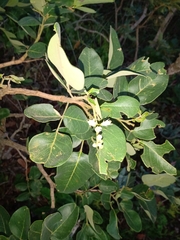 Leptolobium dasycarpum