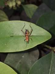 Phylloscyrtus intermedius