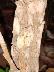 Leptolobium dasycarpum