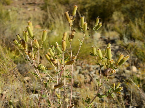 Wavyleaf blazingstar (Mentzelia albescens)