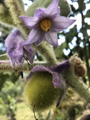 Solanum vestissimum