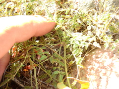 Hoffmannseggia erecta