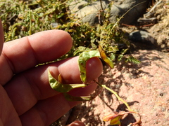 Hoffmannseggia erecta