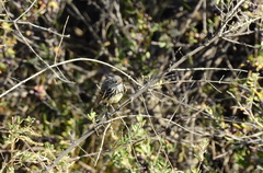 Anairetes flavirostris