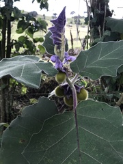Solanum vestissimum