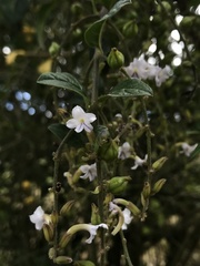 Duranta mutisii
