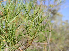 Acanthostyles buniifolius