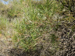 Acanthostyles buniifolius