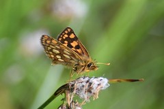 Carterocephalus