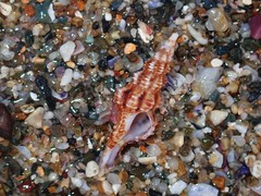 Marmorofusus nicobaricus