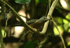 Cacomantis variolosus sepulcralis