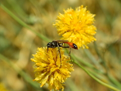 Ammophila gracilis