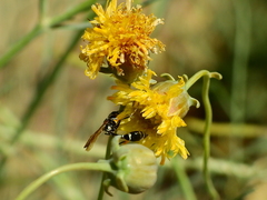 Trachypus petiolatus