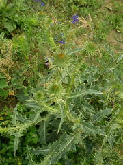 Carduus acanthoides