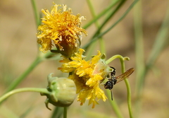 Trachypus petiolatus