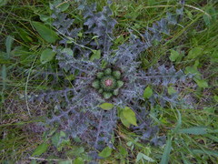 Cirsium drummondii