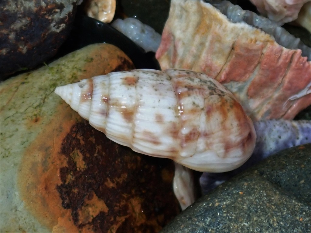 Otopleura mitralis