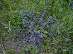 Cirsium drummondii