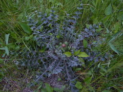 Cirsium drummondii
