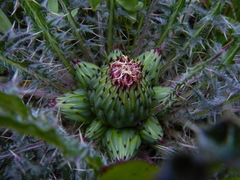 Cirsium drummondii