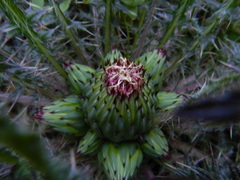 Cirsium drummondii