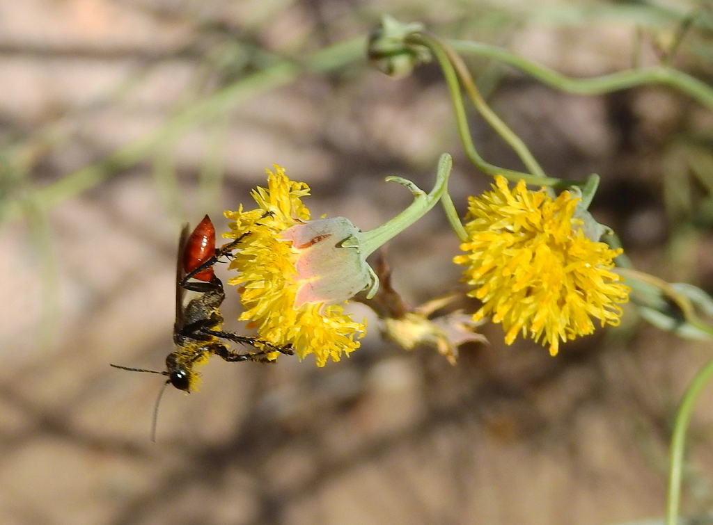 Prionyx bifoveolatus
