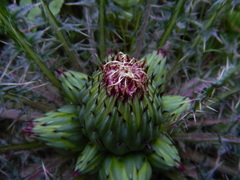 Cirsium drummondii