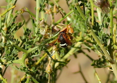 Notanthidium adornatum