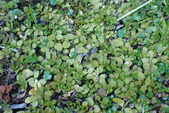 Epilobium komarovianum