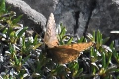Boloria alberta