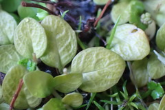 Epilobium komarovianum