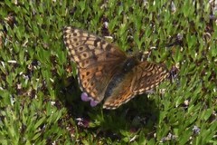 Boloria alberta