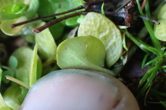 Epilobium komarovianum