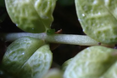 Epilobium komarovianum