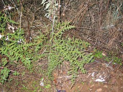 Cistus salviifolius