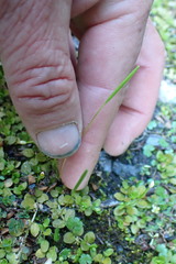 Epilobium komarovianum
