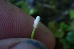Epilobium komarovianum