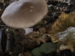 Fungi