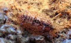 Platynympha longicaudata