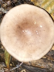 Fungi