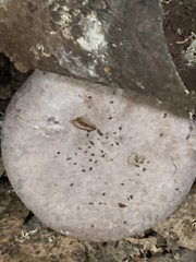 Fungi