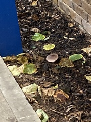 Fungi