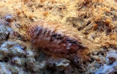 Platynympha longicaudata