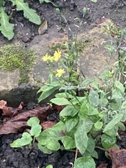 Lapsana communis