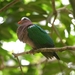 Asian Emerald Dove - Photo (c) Xavier Rufray, some rights reserved (CC BY-NC), uploaded by Xavier Rufray