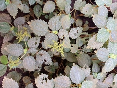 Pilea dauciodora