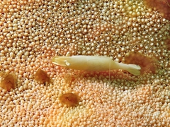 Zenopontonia noverca