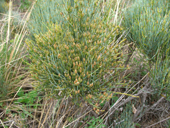 Ephedra procera