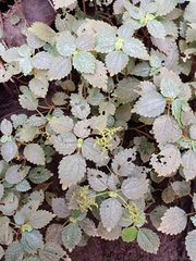 Pilea dauciodora